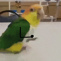 Parrot Birds With Arms GIF Parrot Birds With Arms GIF