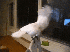 Bird Rocking Out GIF Bird Rocking Out GIF