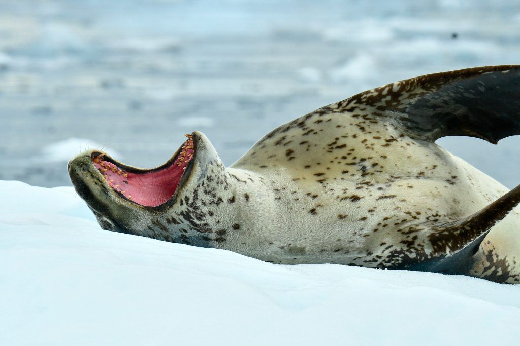 Interesting Facts About Leopard Seals - Polar Latitudes Interesting Facts About Leopard Seals - Polar Latitudes
