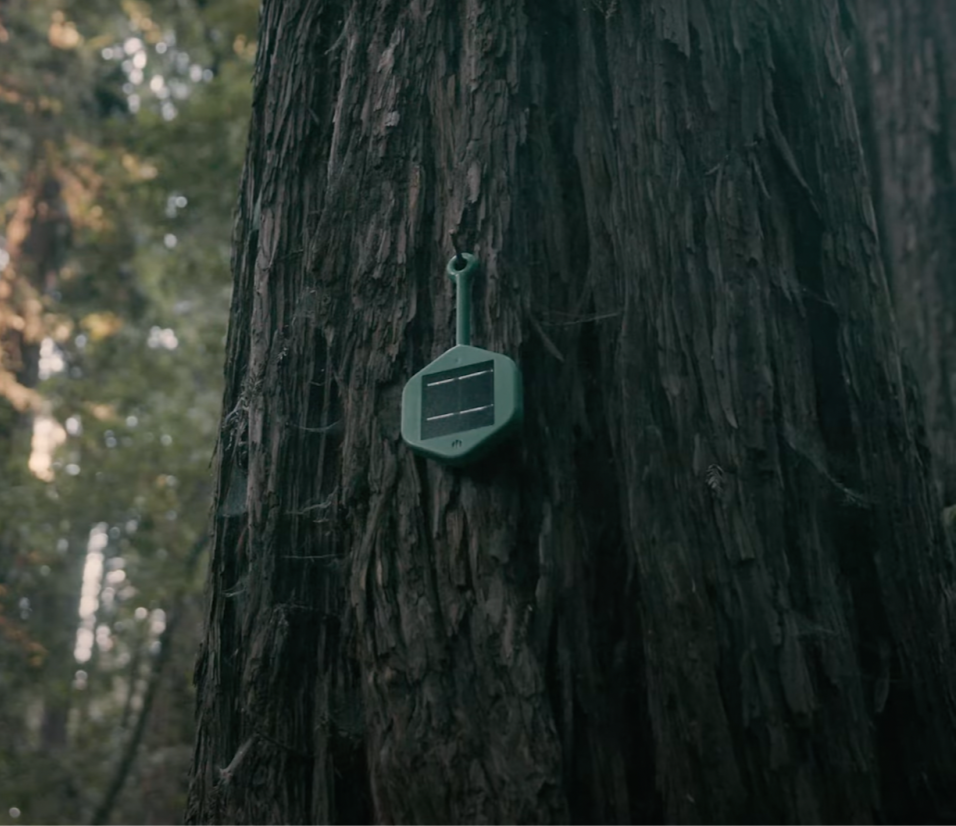 www.dryad.net